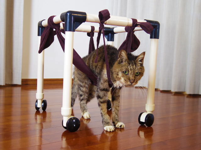 猫用歩行器の作り方 リハビリ用車椅子 ひとりで歩行練習ができるリハビリ用歩行器 ケガをしたペットのために
