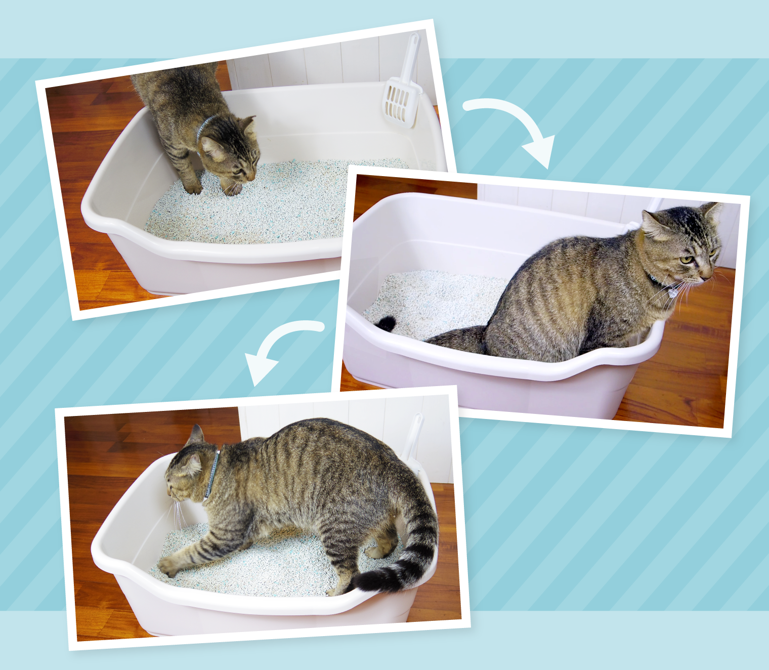 広いトイレ　猫のトイレ環境改善